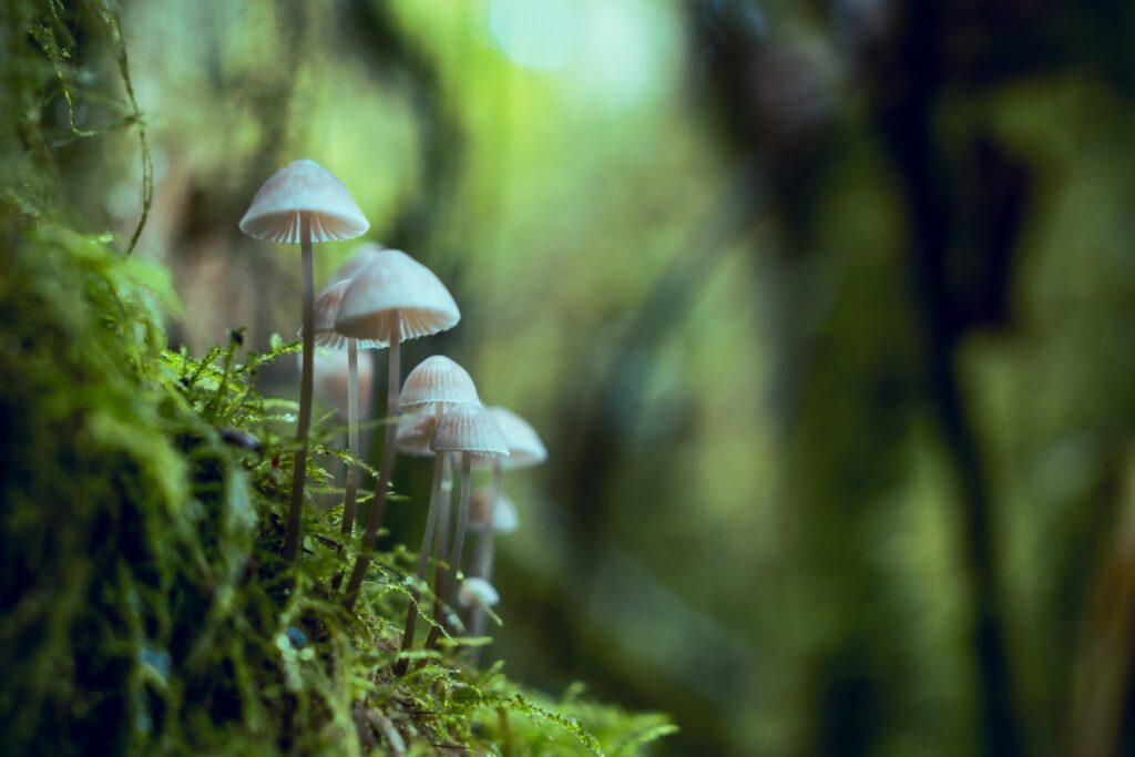 Mushrooms