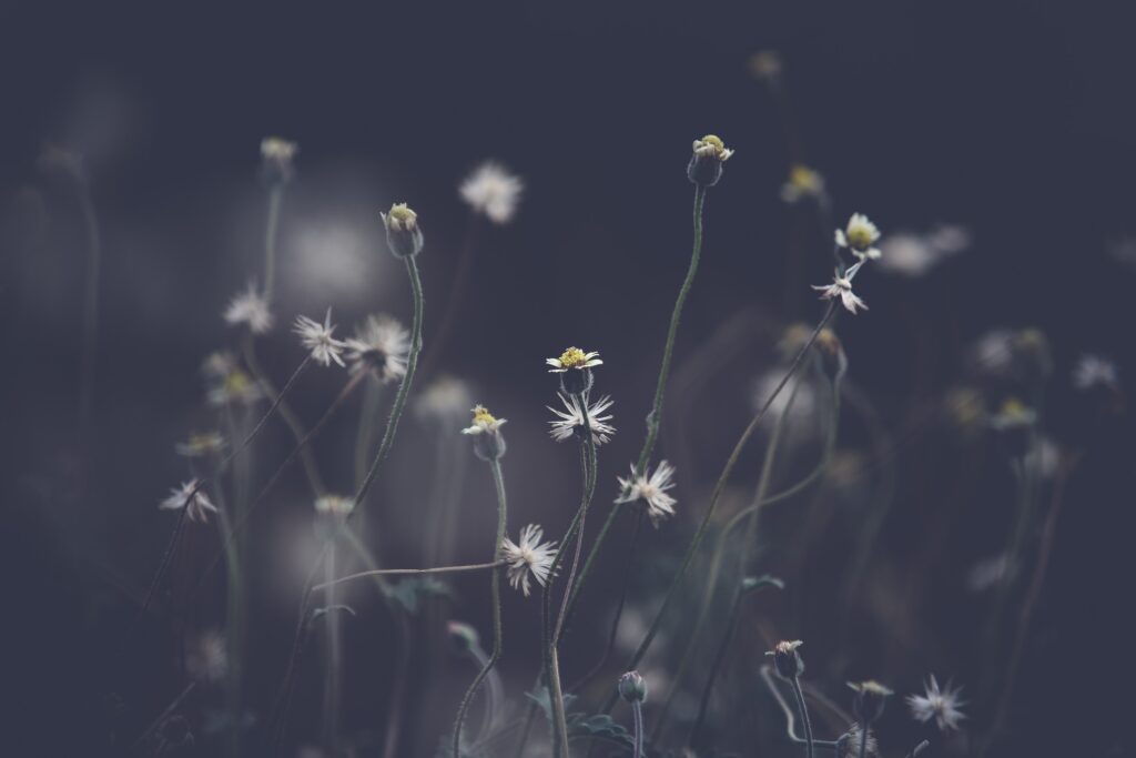 Blooming white and yellow flowers in nature.
