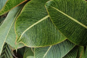 leaves, green, plant